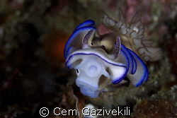 Face to face by Cem Gazivekili 